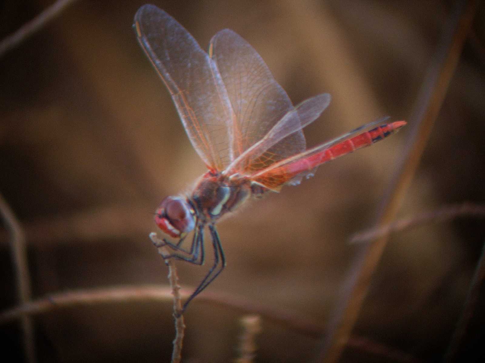 Libellule egiziane